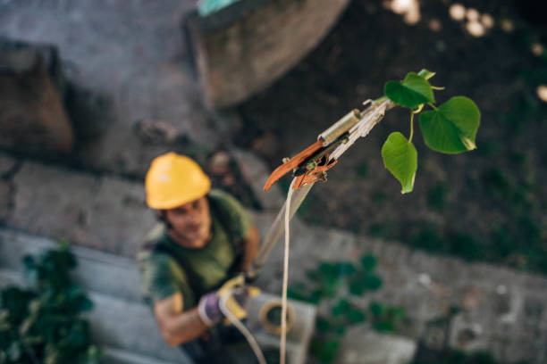 Best Tree Root Removal  in Farmington, NM